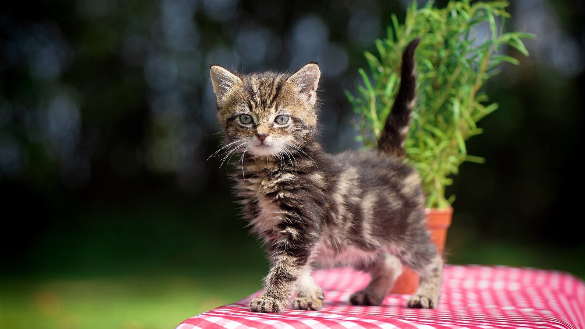 热血激荡的双城记，浙江逆转雄鹿，浓眉刷新纪录的体育之夜