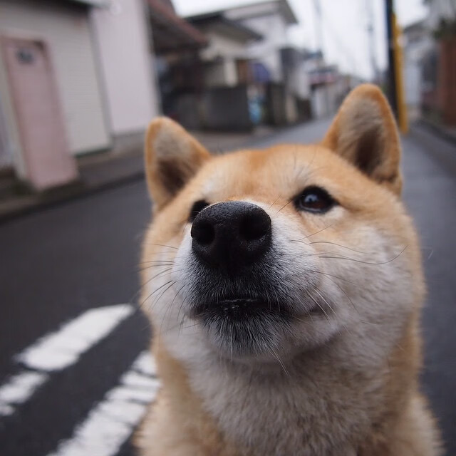 中流砥柱，法国队力克日本队，波尔独扛全队砥砺前行