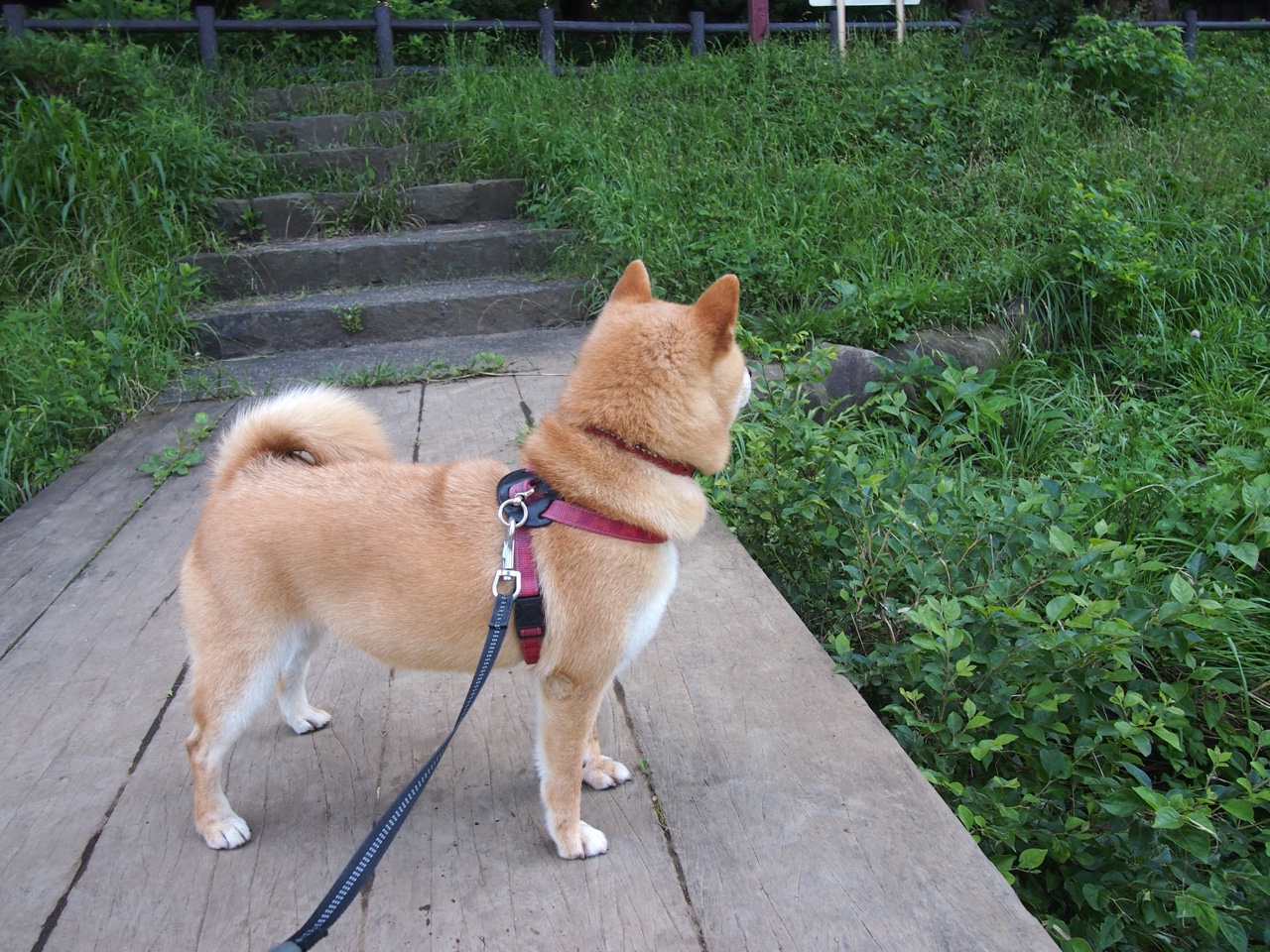同一天空下的两座丰碑，当德国战车轰鸣而过，马龙熔铸不朽传奇