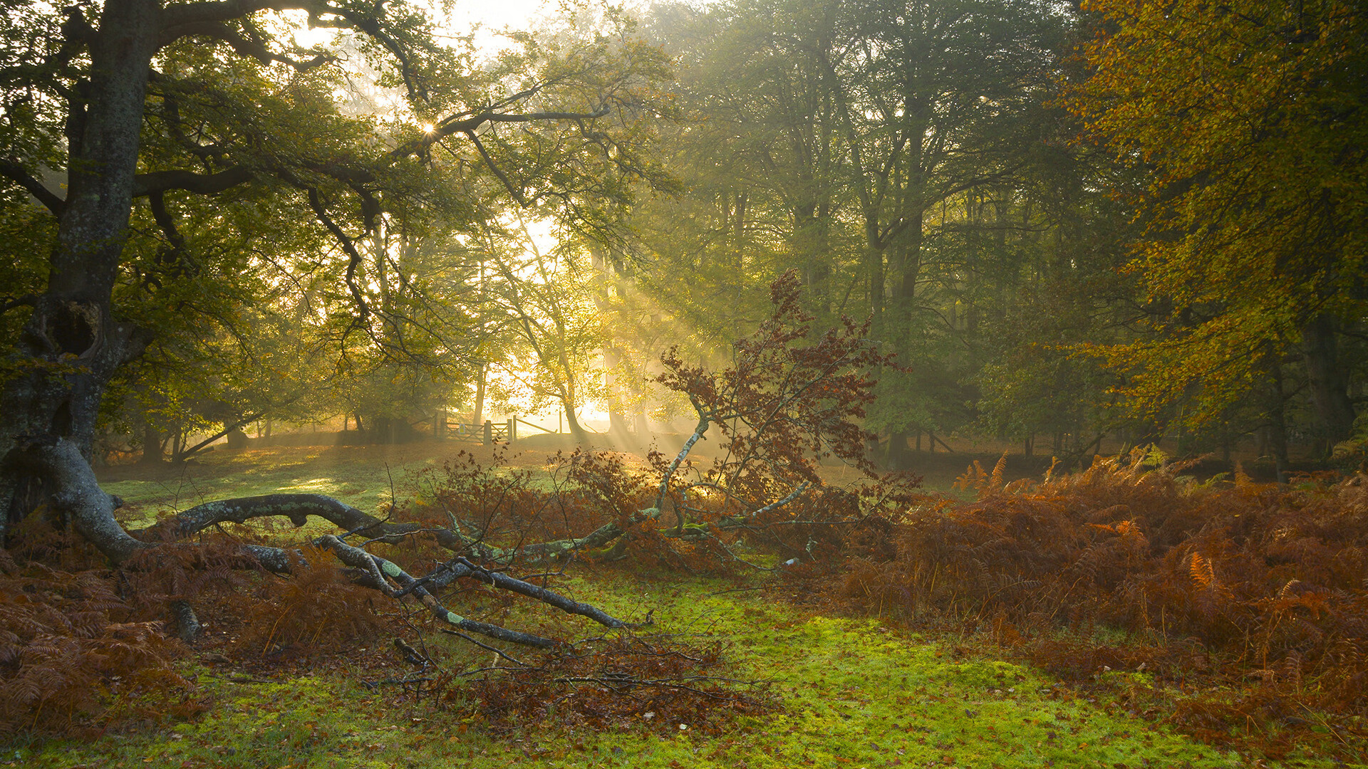 德国老将横刀夺胜，改写东亚乒球剧本，波尔关键制胜背后的体育悖论