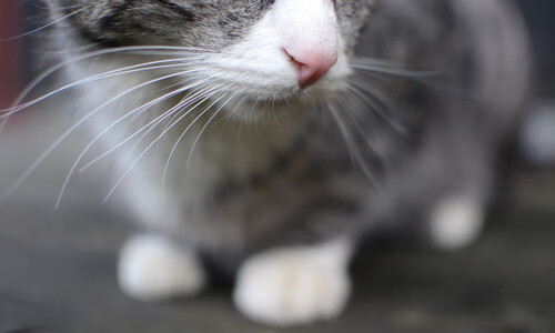 赛道上的双重奏鸣，雷诺精密策略碾压索伯，维斯塔潘极限操作再定义比赛艺术