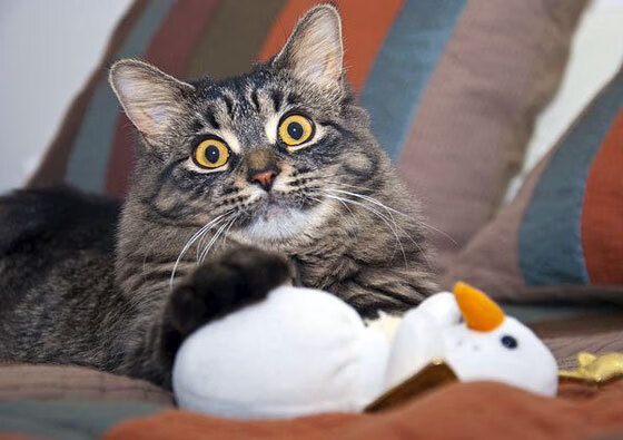 火热与辽阔，当铁血败给疆域，天才照亮德比—论热火力克新疆队与文班亚马在西甲的统治力