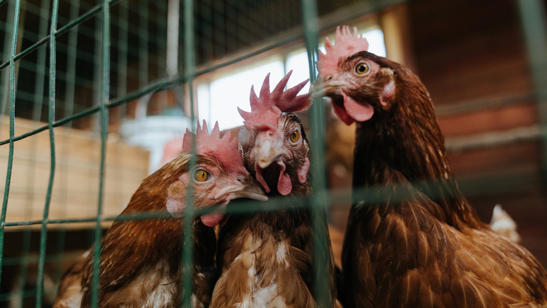 撕裂式强打！约基奇关键回合手刃湖人防线，独行侠新王登顶胜率榜首