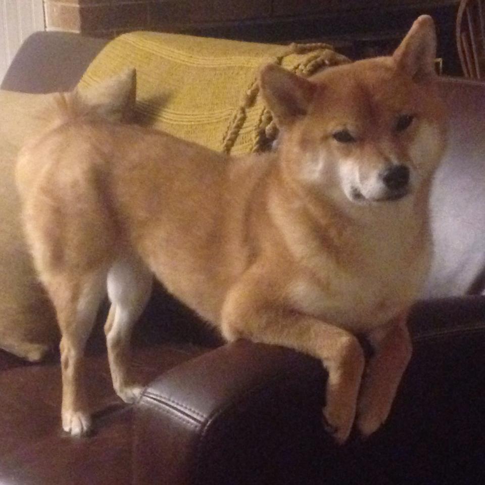 76人vs魔术,米切尔赛后评分拉满,他是今夜费城真正的唯一解