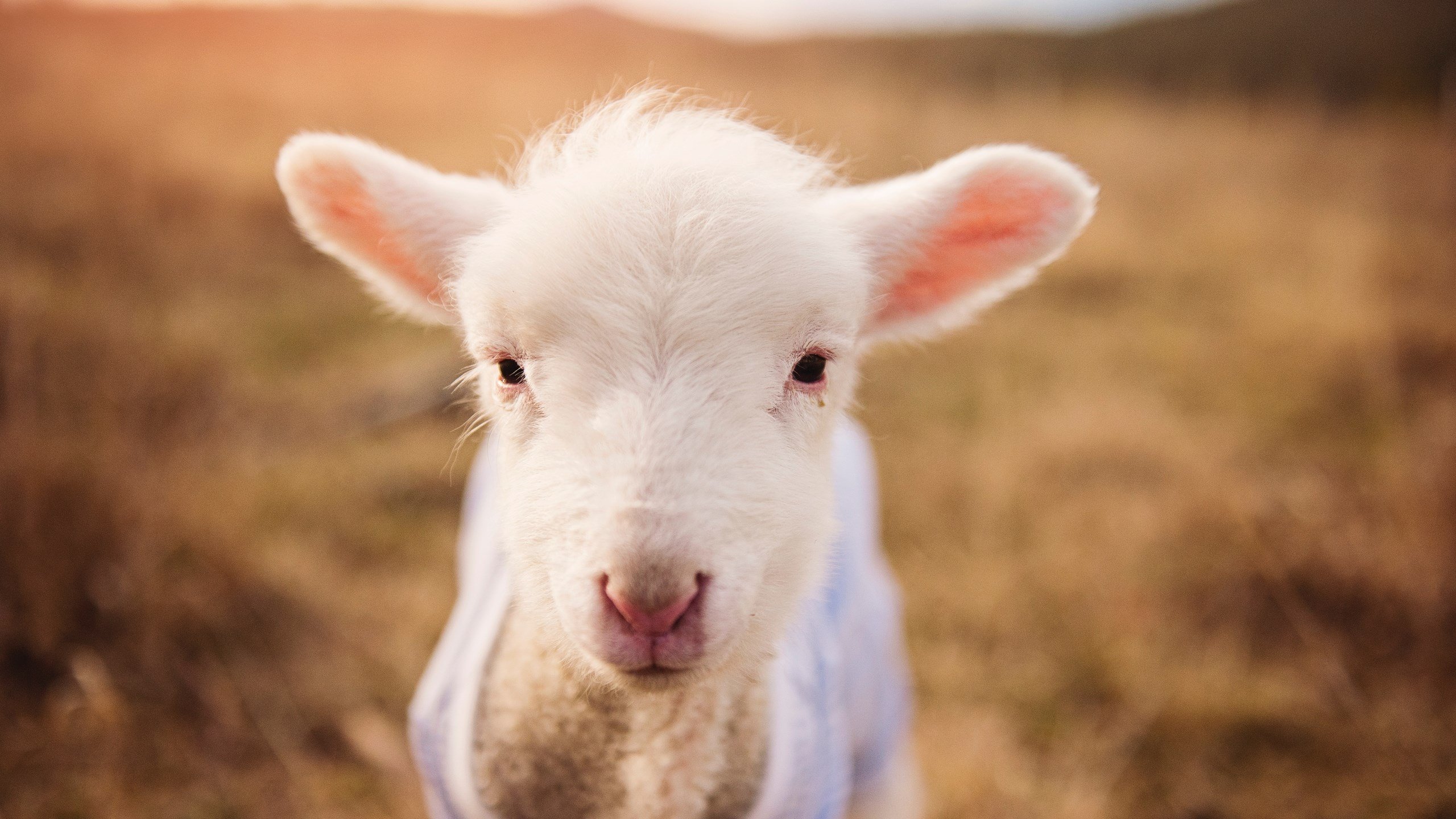 神之一手，孤岛长城，当芬兰铁骑遇上北非风暴，门迪如何以冠军级表现改写剧本