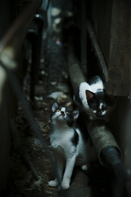 跨越边界,当开拓者爆冷震撼NBA,莫兰特在意甲接管比赛