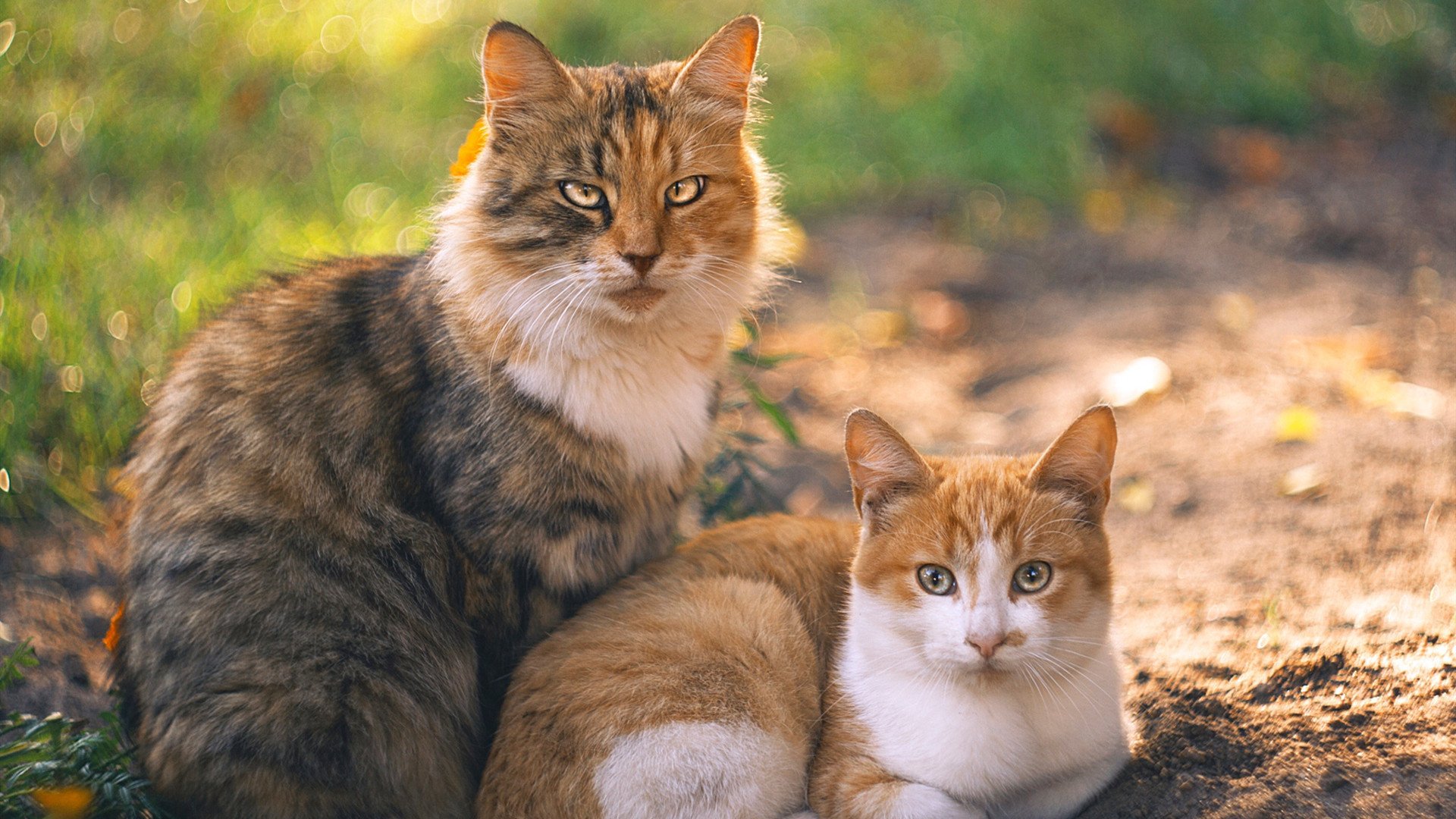 双重身份之战,当塞内加尔的灵魂在欧洲之夜击碎旧主