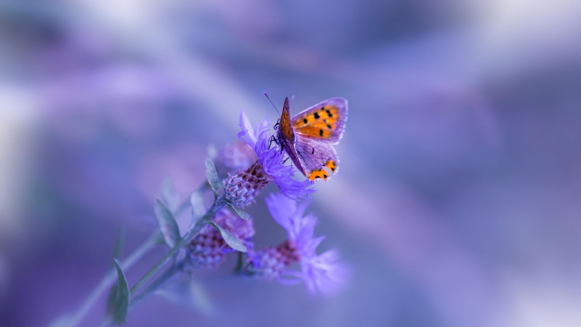 跨界盛况,杜兰特社交媒体激情点评意甲焦点战之夜