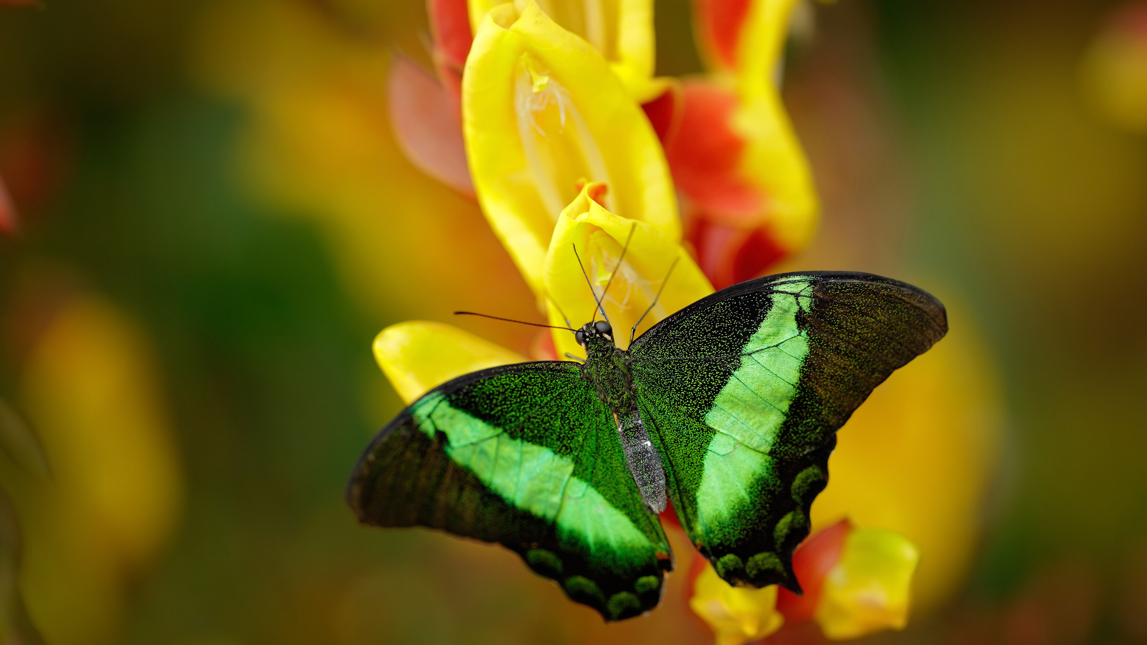 德里赫特的后卫风格，如何像F1争冠车手接管比赛？