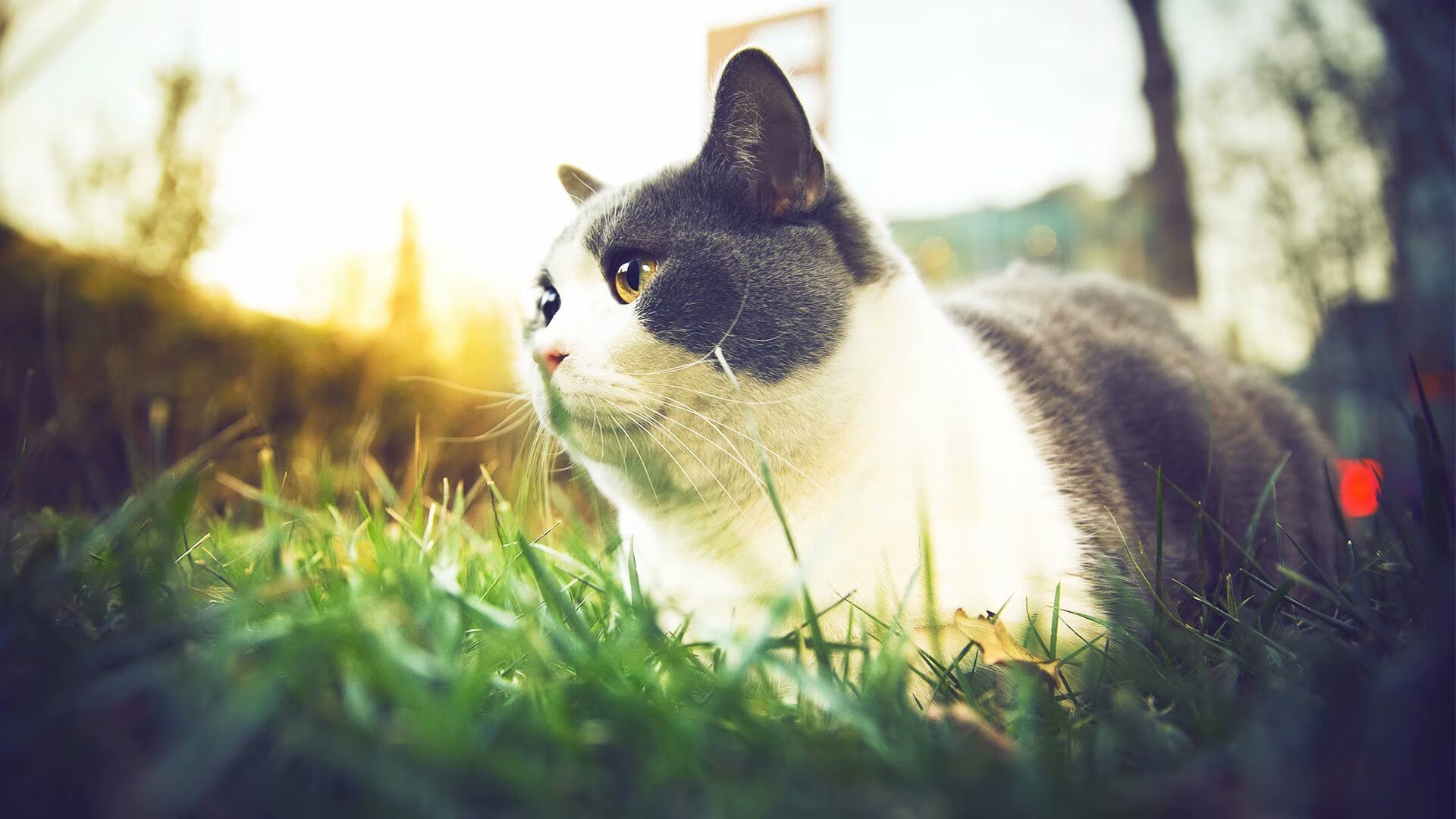 当未来如风暴降临，文班亚马让火箭升空的期待，在圣城提前熄灭