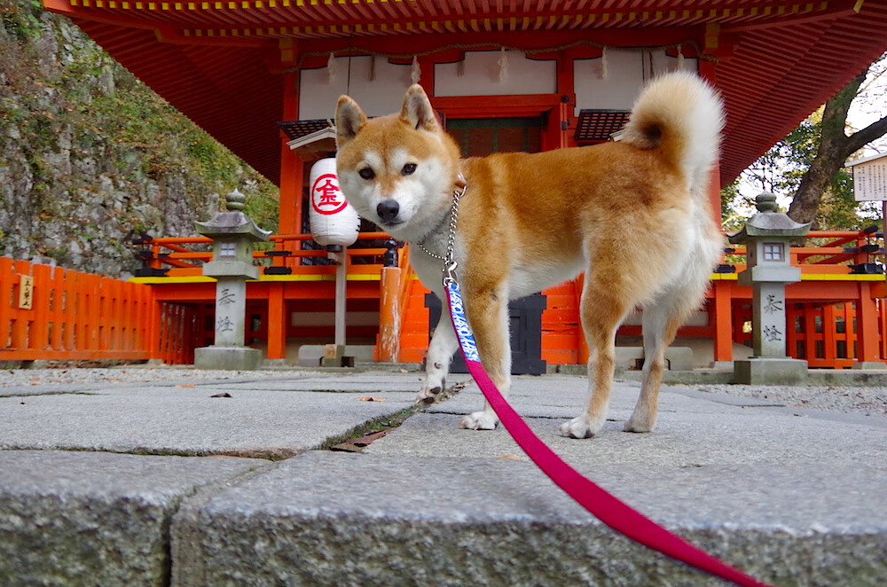 破晓，当奥斯梅恩的稳定输出与丹麦的战术粉碎，足球新格局如何重构？