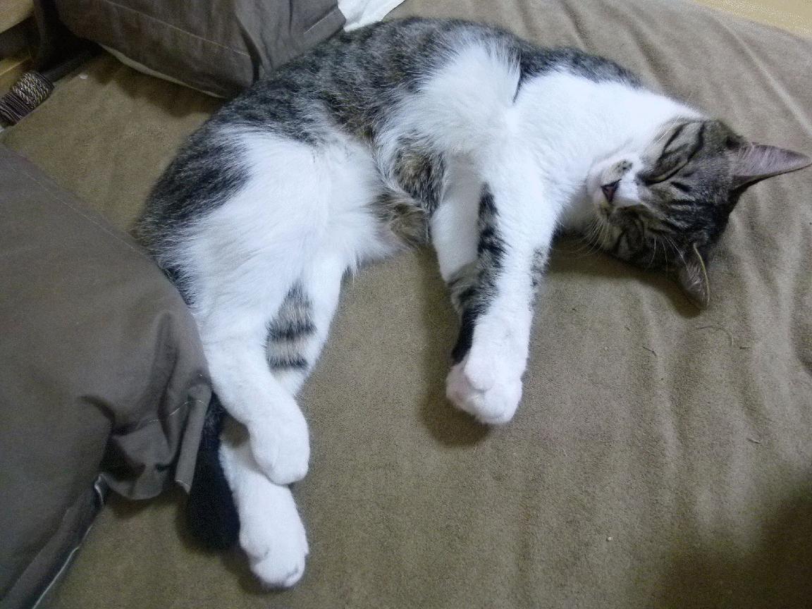 从天坑到天堂！戈贝尔封神一战打碎偏见，深圳末节奇迹震惊CBA