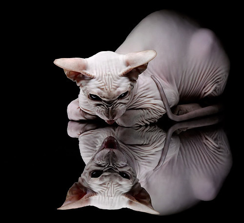 竞技DNA，从NBA总决赛焦点战到克罗地亚足球的韧性