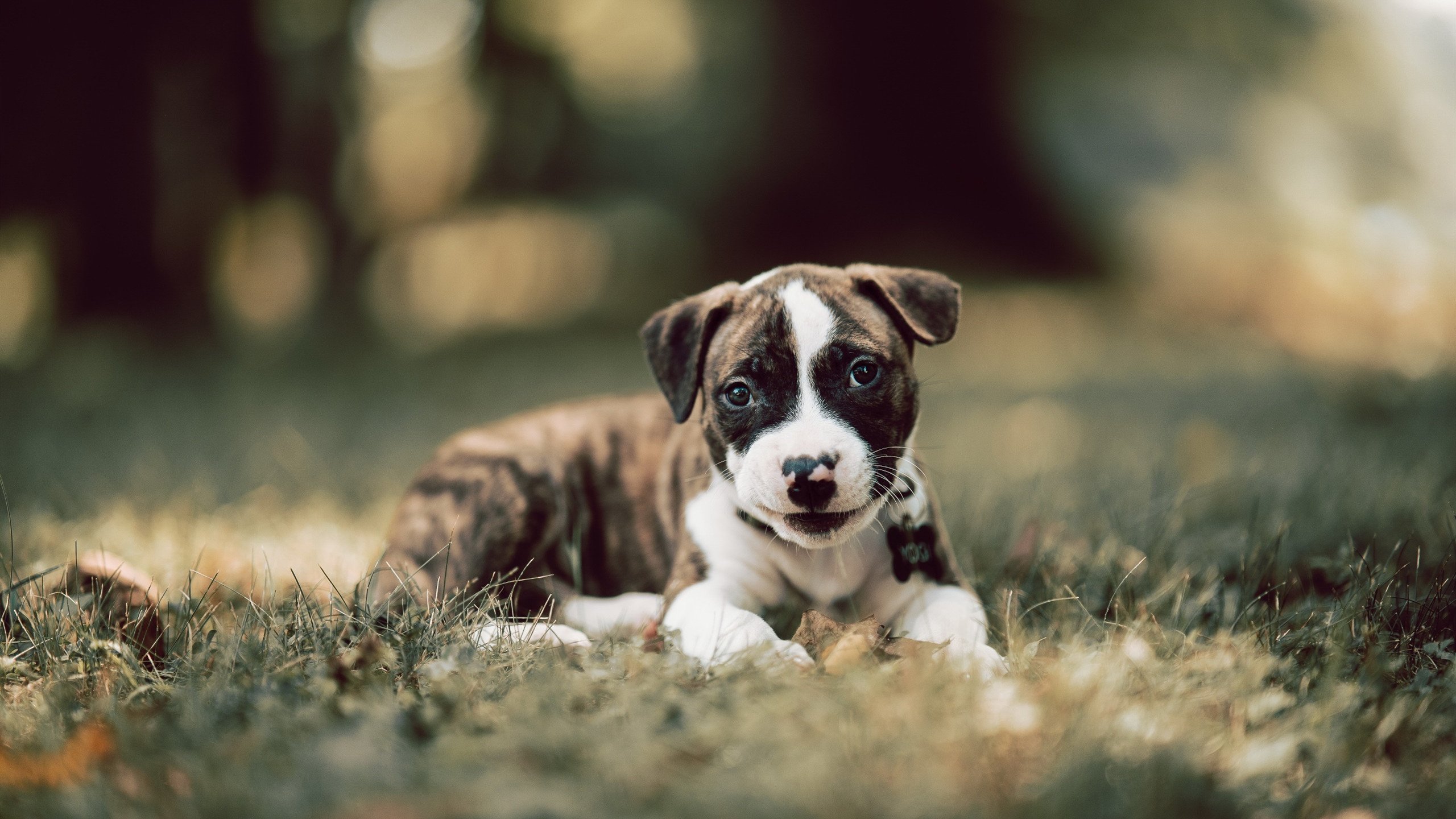 精密齿轮的咬合—论太阳战术体系如何在意甲焦点战中成功压制辽宁队的冲击风暴