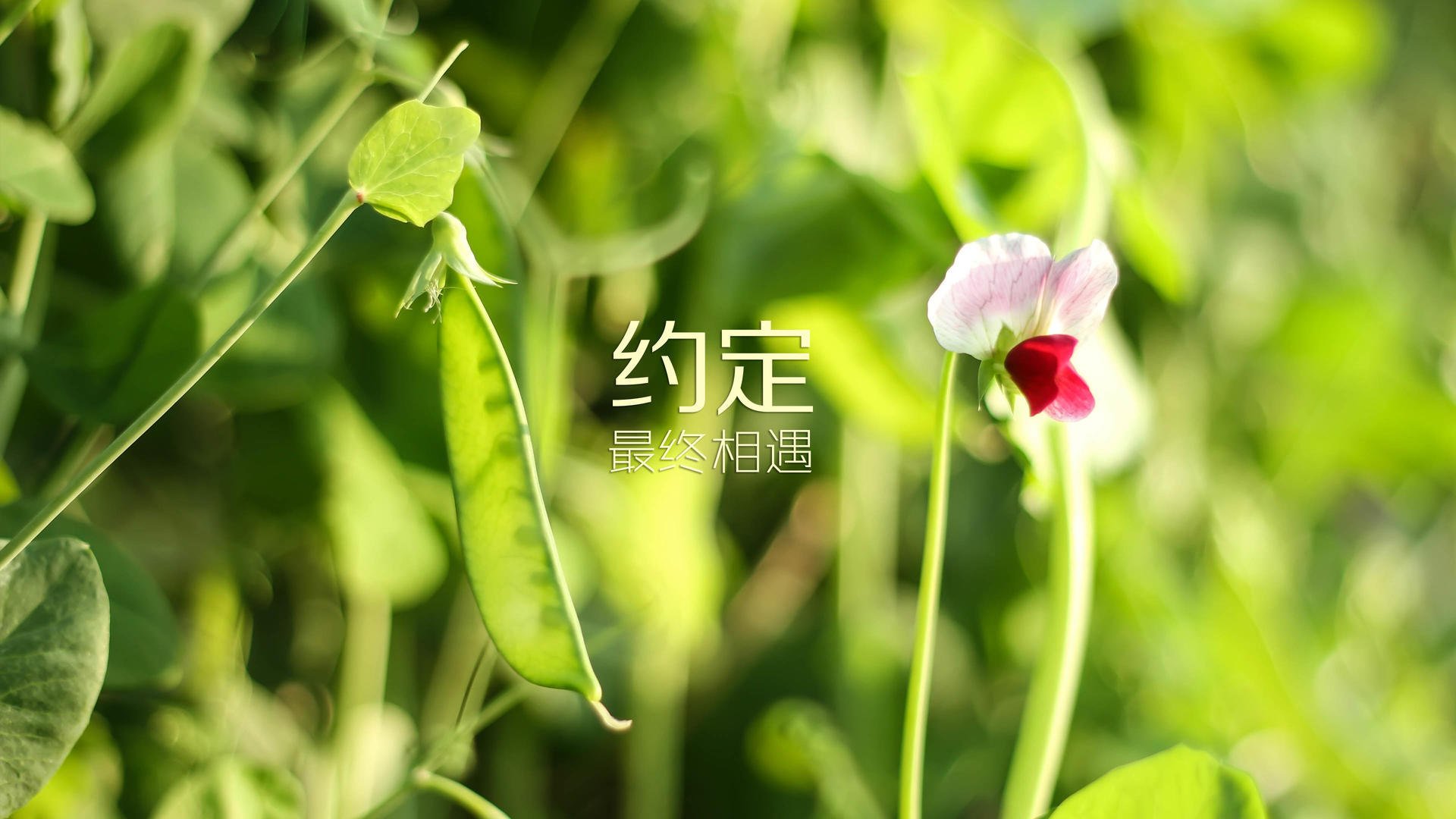 2026世界杯G组,当三狮军团撞上南亚雄狮,三笘薰的裂变如何定义一场不可能的史诗